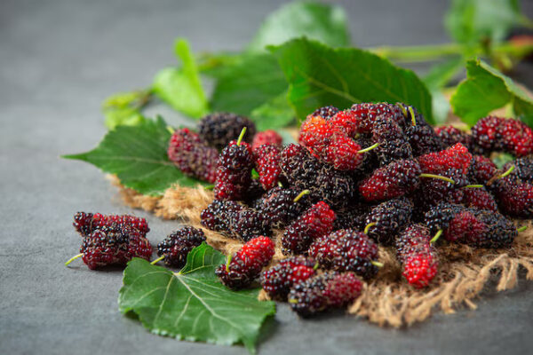 Mulberry (Sahtoot)